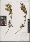 Foto von Salix fragilis L.